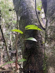 Ficus coronata