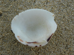 Gafrarium pectinatum