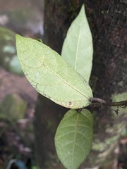Ficus coronata