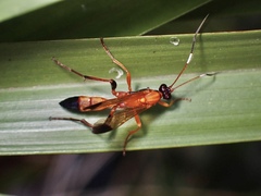 Ctenochares bicolorus