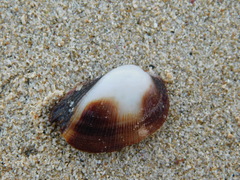 Barbatia