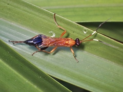 Ctenochares bicolorus