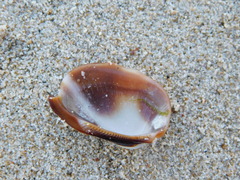 Barbatia