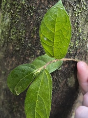 Ficus coronata