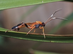 Ctenochares bicolorus