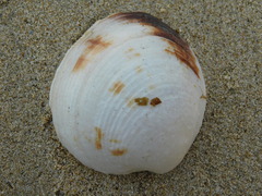 Venerida