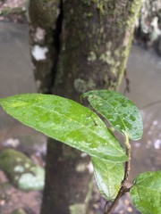 Ficus coronata