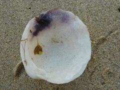 Venerida
