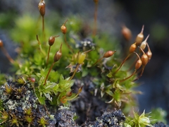 Tortula lindbergii