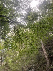 Ficus coronata