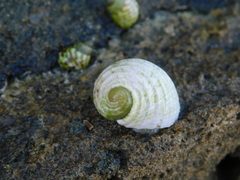 Nerita plicata