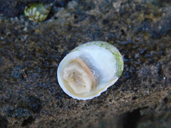 Nerita plicata