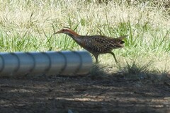 Gallirallus philippensis mellori