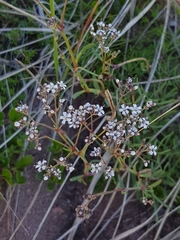Gypsophila fastigiata