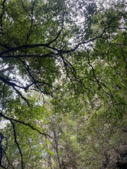 Ficus coronata