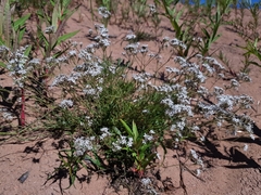 Gypsophila fastigiata