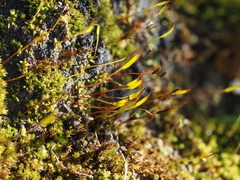 Aloina rigida
