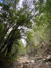 Ficus coronata