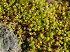 Bryum barnesii