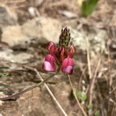 Onobrychis humilis