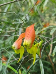 Crotalaria grevei