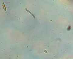 Cosmarium