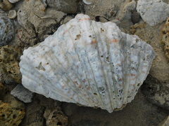 Hippopus hippopus