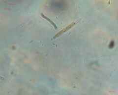Naviculales