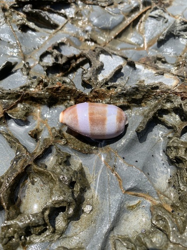 Thick-edged Cowry