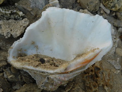 Hippopus hippopus