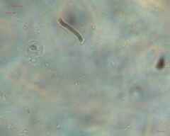 Saccharomycetes