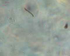 Saccharomycetes