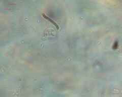 Saccharomycetes