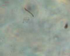 Saccharomycetes