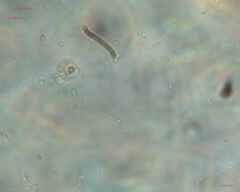 Saccharomycetes