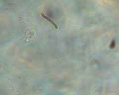 Saccharomycetes