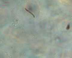 Saccharomycetes