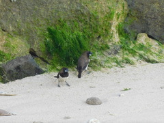 Lonchura leucogastroides