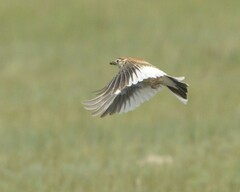 Melanocorypha mongolica