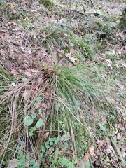 Carex disticha