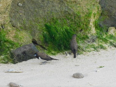 Lonchura leucogastroides