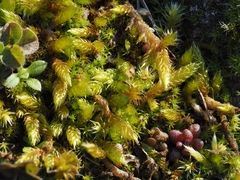 Hypnum cupressiforme lacunosum