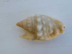 Euprotomus aurisdianae