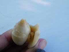 Euprotomus aurisdianae