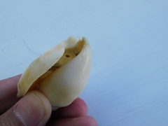 Euprotomus aurisdianae