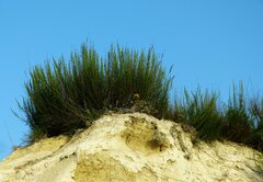 Artemisia salsoloides