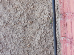 Anax guttatus