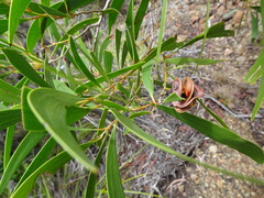 Acacia spirorbis