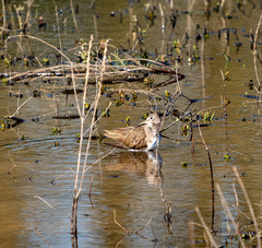 Tringa ochropus