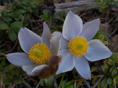 Pulsatilla vernalis